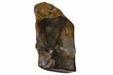 Bargain, Triceratops Shed Tooth - South Dakota #143960-1